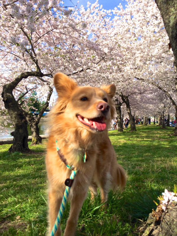 Stella Visits the Cherry Blossoms